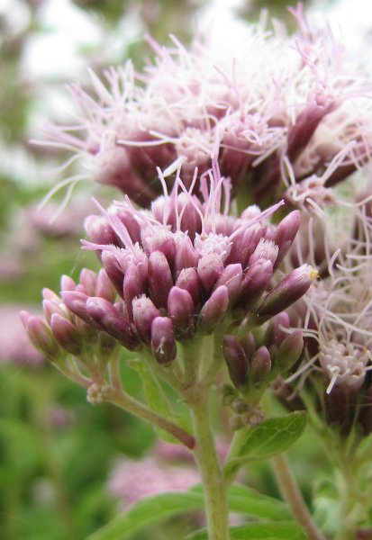 Hemp Agrimony (Eupatorium cannabinum)