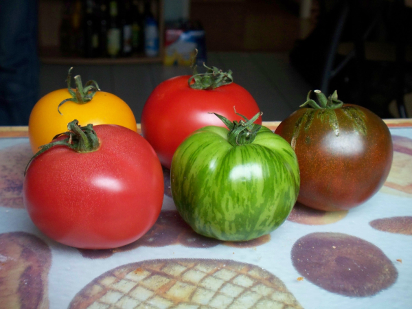Meet the tomatoes!