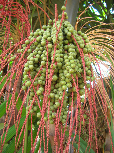 Açaí verdinho