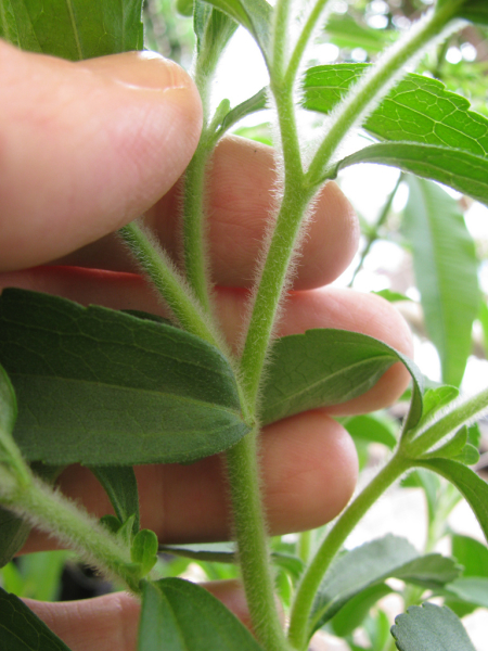 starr-120613-9647-plant-Stevia_rebaudiana-furry_stems-Walmart_Nursery_Kahului