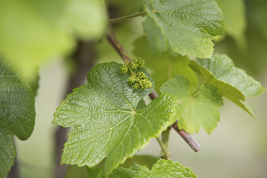 Grape Leaves