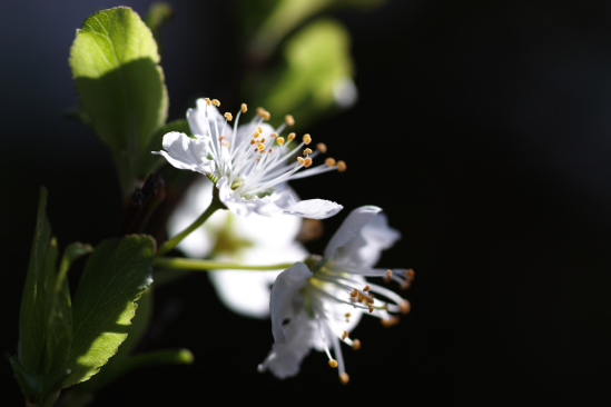 Passing Light