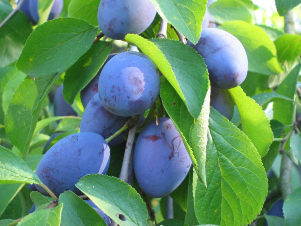 Plums