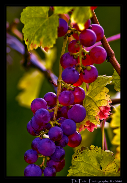 Trauben - wine grapes