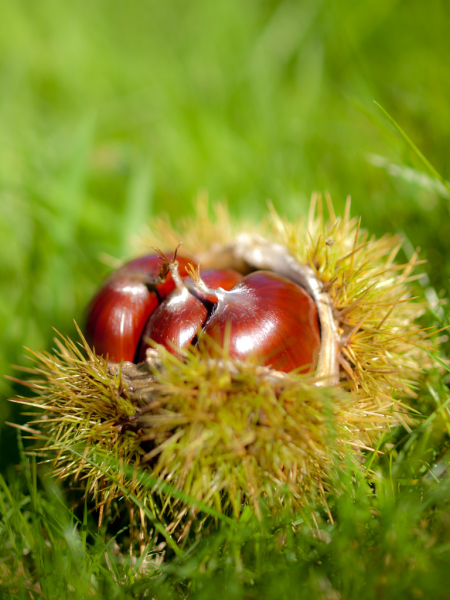 Sweet Chestnuts